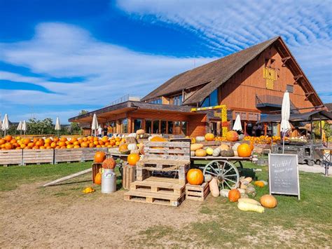 Fall season highlight: the Jucker Farm Pumpking。